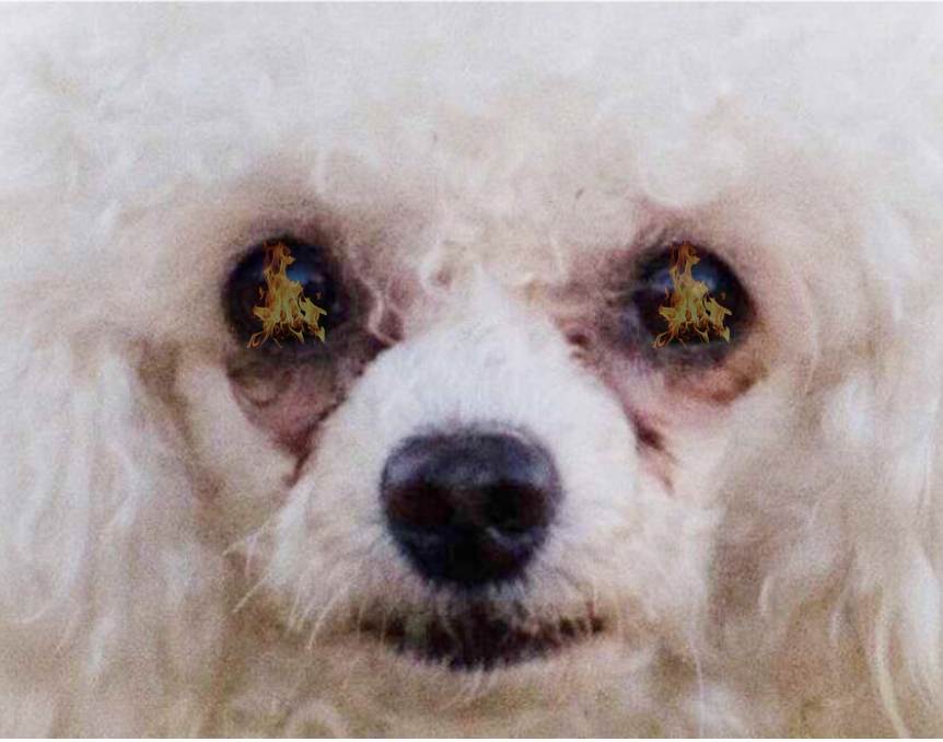 Scrippsie Terrorized by Ugly Dog on Subway Over Spring Break